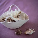 Dimora Nesea Cozze